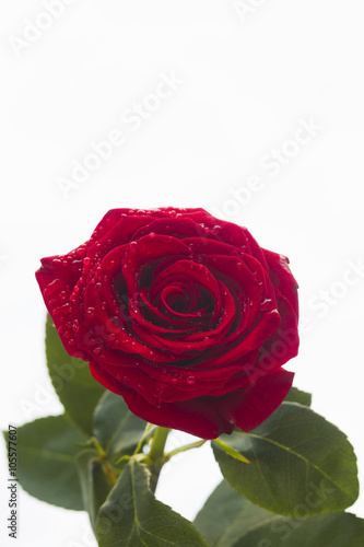 Fototapeta Naklejka Na Ścianę i Meble -  Red rose with water drops on a white background