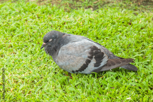 Sleeping pigeon bird on the grass ground.
