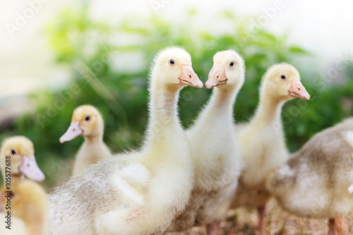 yellow muscovy ducklings