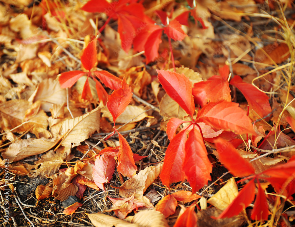 Colourful autumn leaves on the ground in the park, close up Colourful autumn leaves on the ground in the park, close up