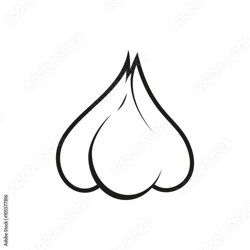 Vector illustration of garlic isolated on white background