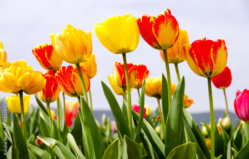 Frühlingserwachen, Freude, Glück: Buntes Tulpenfeld :) Frühlingserwachen, Freude, Glück: Buntes Tulpenfeld :)