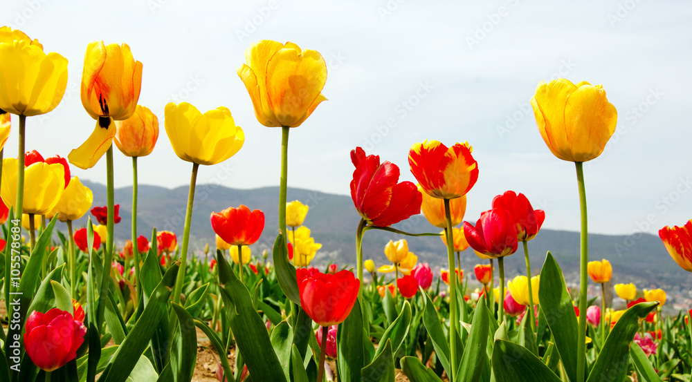 Fototapeta premium Frühlingserwachen, Freude, Glück: Buntes Tulpenfeld :)