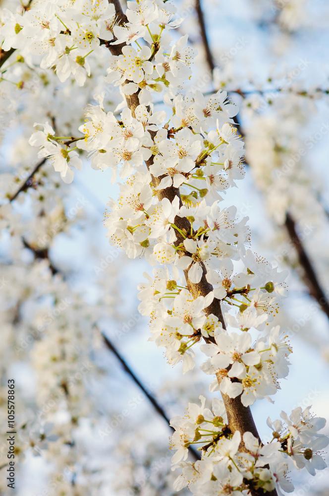 Blooming tree branches with white flowers. Blooming tree branches with white flowers.