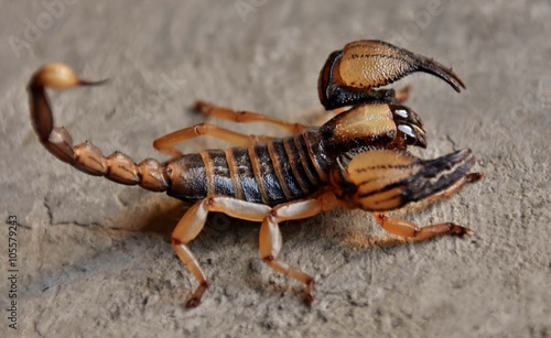 Close up of a smooth head digging Scorpion