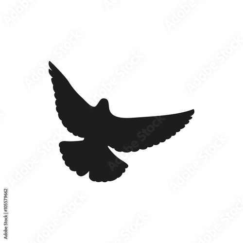 Silhouette of the one black pigeon or dove