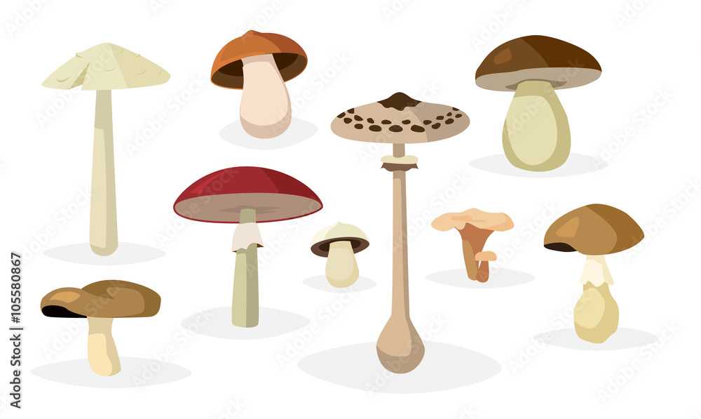 Mushroom illustrations set