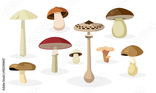 Mushroom illustrations set