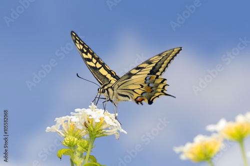 Swallowtail feeding on Lantana flowers. Slow shutter speed to capture wing fluttering.