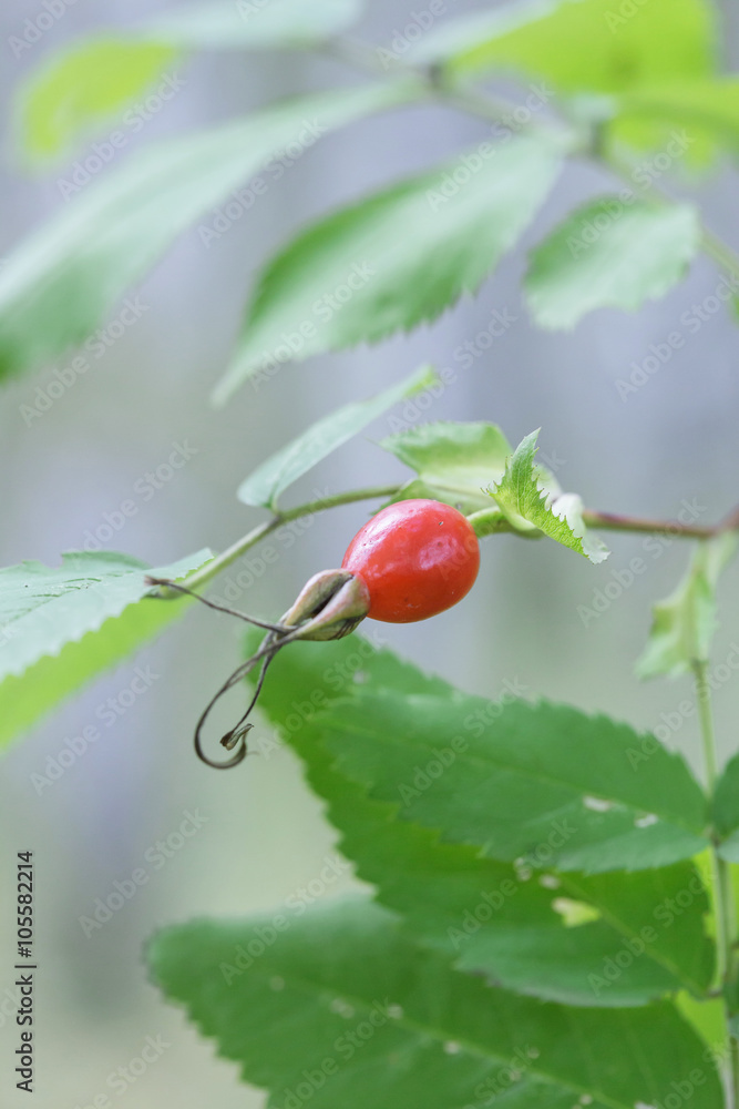 Obraz premium berry rosehip close-up