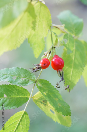 berry rosehip close-up photo