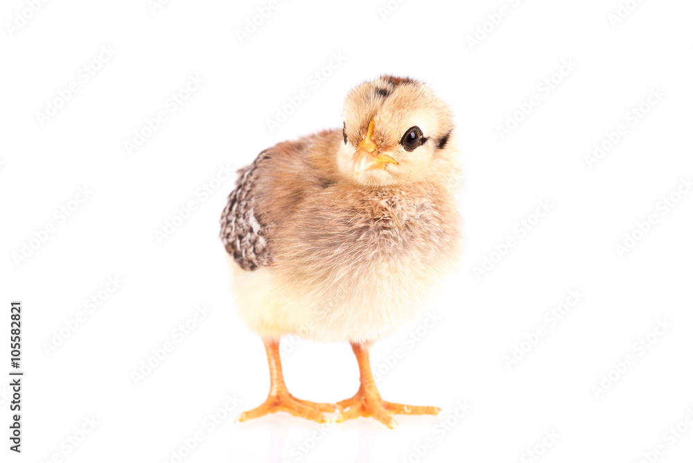 Fototapeta premium Baby chicken isolated on white