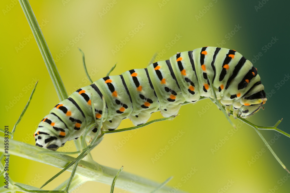 Caterpillar of the Maltese Swallowtail Butterfly eating fennel leaves