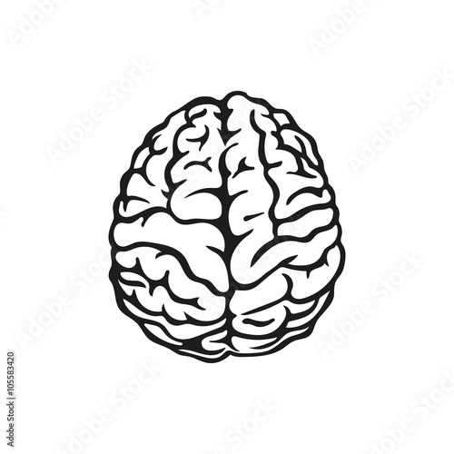 Vector outline illustration of human brain on white background