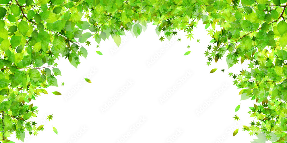 葉　新緑　木　背景