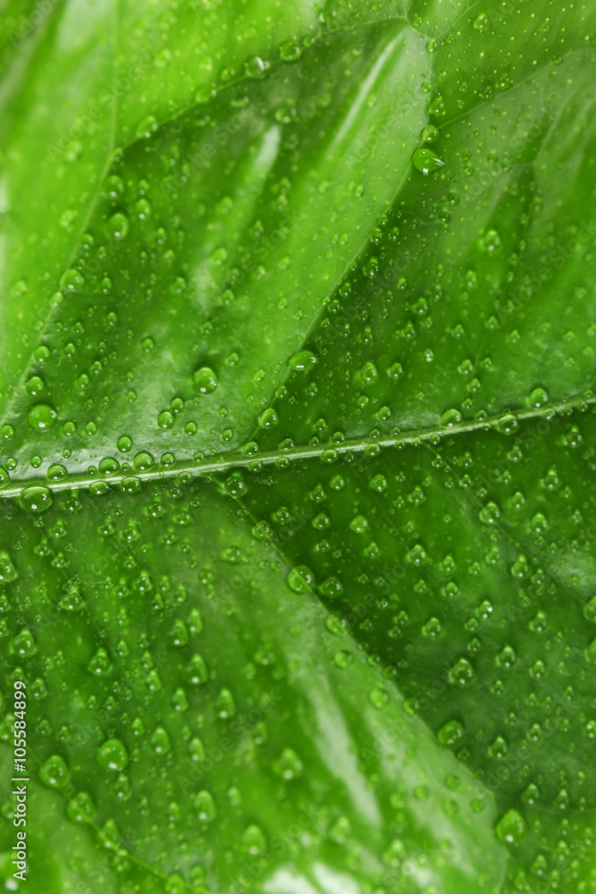Green citrus leaf with droplets closeup Green citrus leaf with droplets closeup