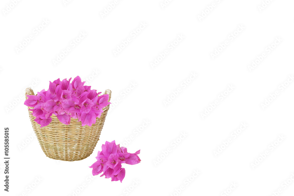 Obraz premium pink-purple color Bougainvillea flowers in the brown weave basket