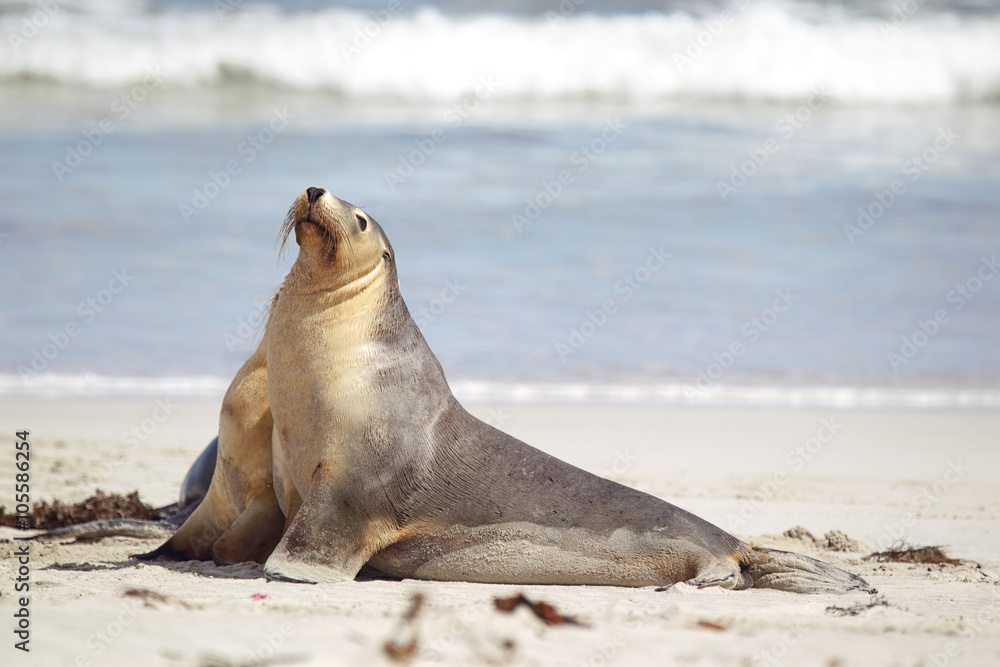 Fototapeta premium Australischer Seelöwe (Neophoca cinerea)