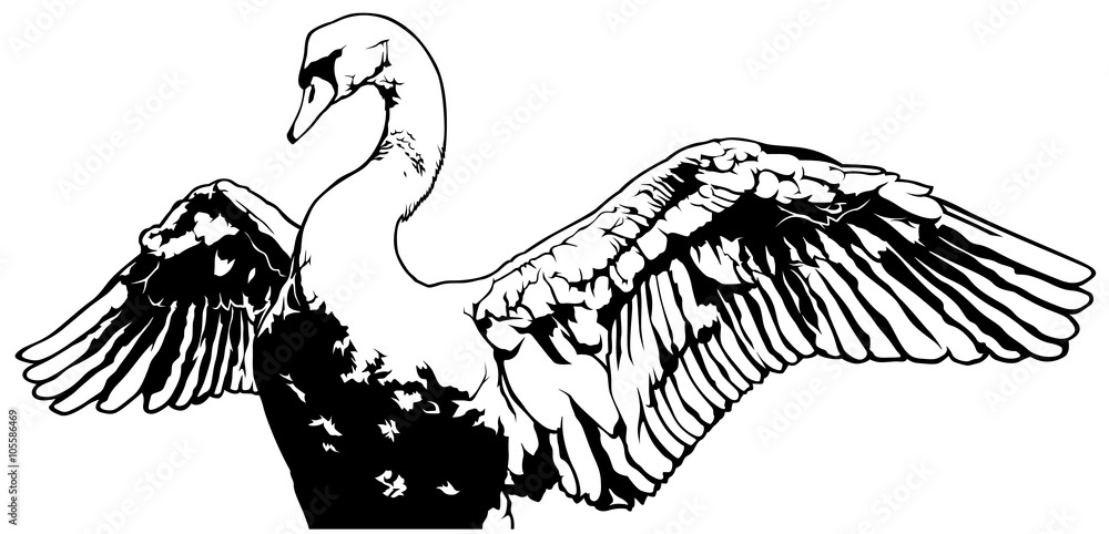 Naklejka premium Swan with Outstretched Wings - Outlined Black and White Illustration, Vector
