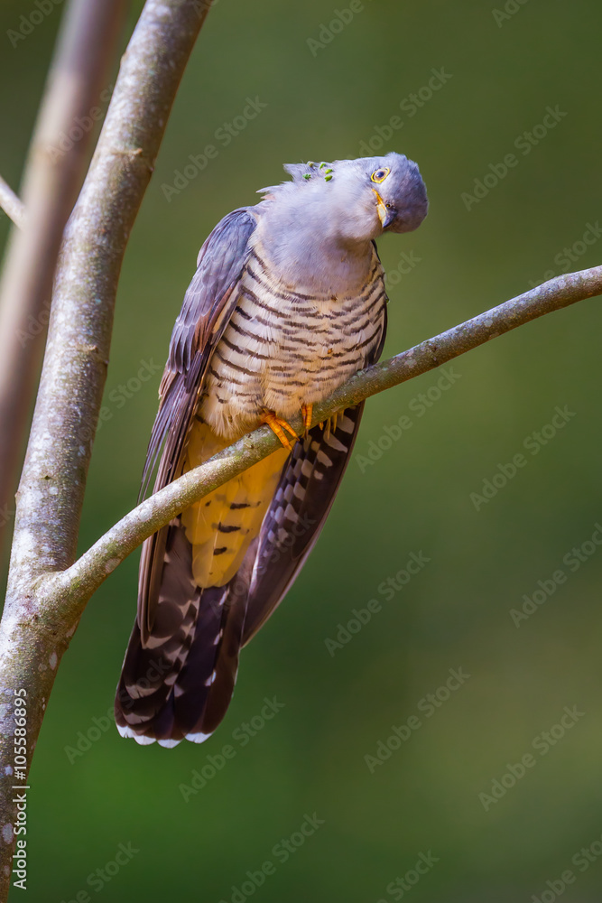 Himalayan Cuckoo(Cuculus saturatus) Himalayan Cuckoo(Cuculus saturatus)