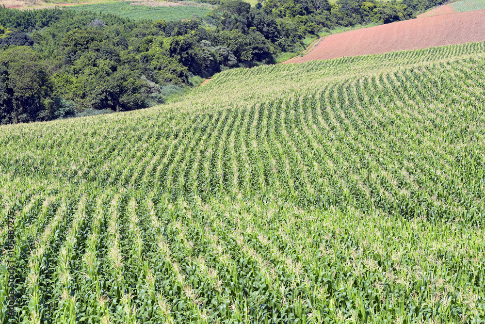 Cornfield in bloom