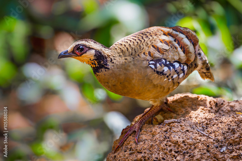 Close up of Bar-backed Partridge ( Arborophila brunneopectus ) 