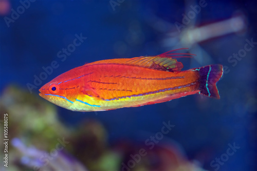 Carpenter's Flasher Wrasse (Paracheilinus carpenteri) 