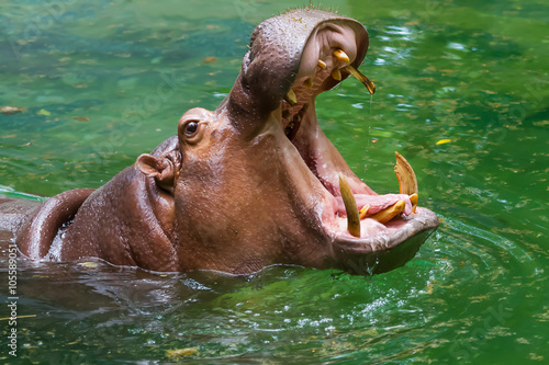 Hippo