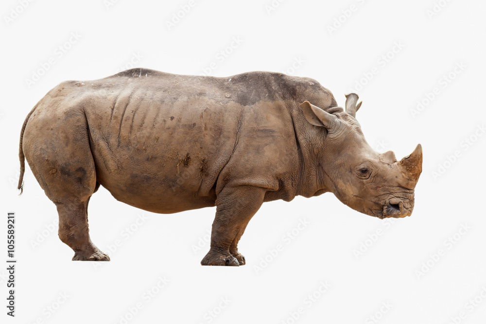 Obraz premium Rhinoceros