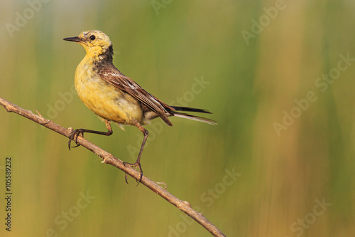 Western yellow wagtail sweeping the branch/yellow bird at sunset, summer day, drink, sweeping the branch