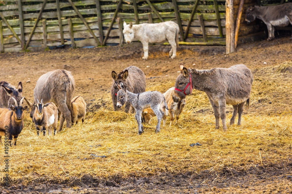 Obraz premium Herd of animals standing on pasture.
