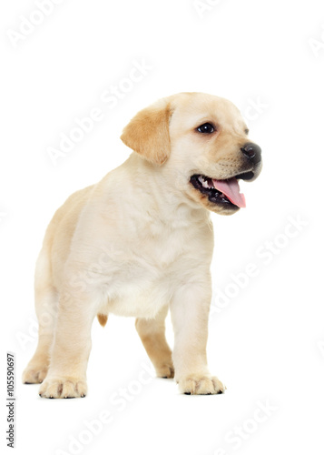 labrador puppy  looking