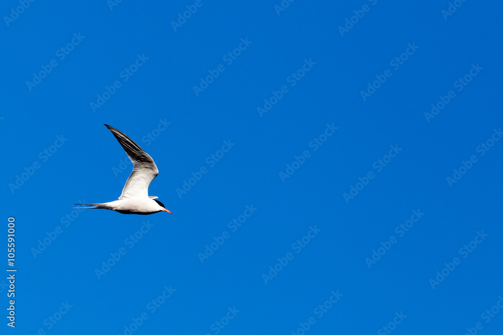 seagull against the blue sky seagull against the blue sky