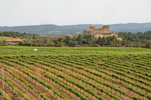 Spanish vineyards in Catalonia