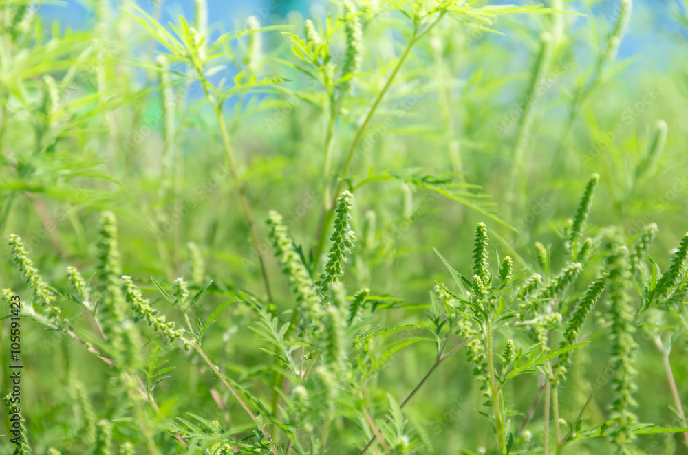 Green grass ragweed