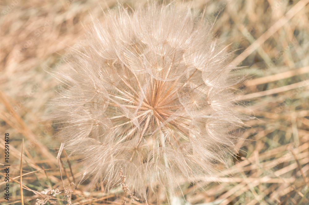 Fototapeta premium Field dandelion close