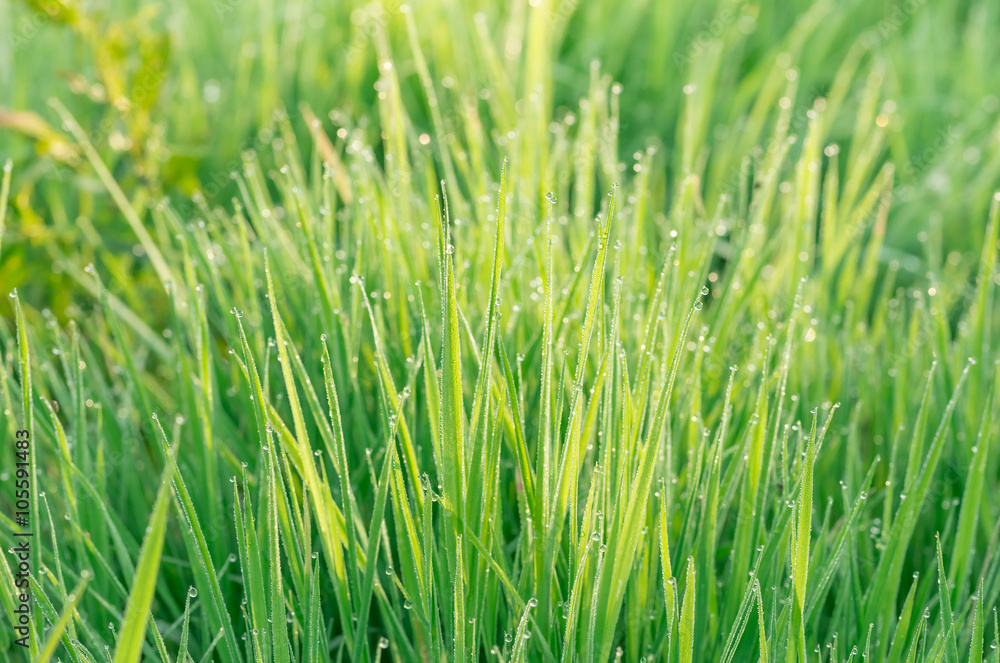 Green grass with dew