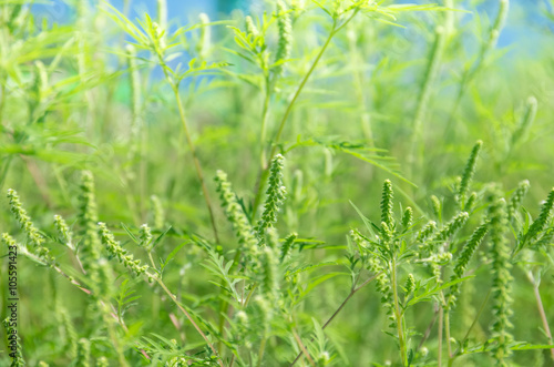 Green grass ragweed