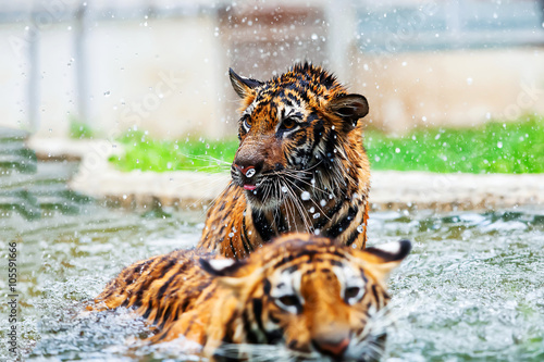 Fototapeta Naklejka Na Ścianę i Meble -  tiger face
