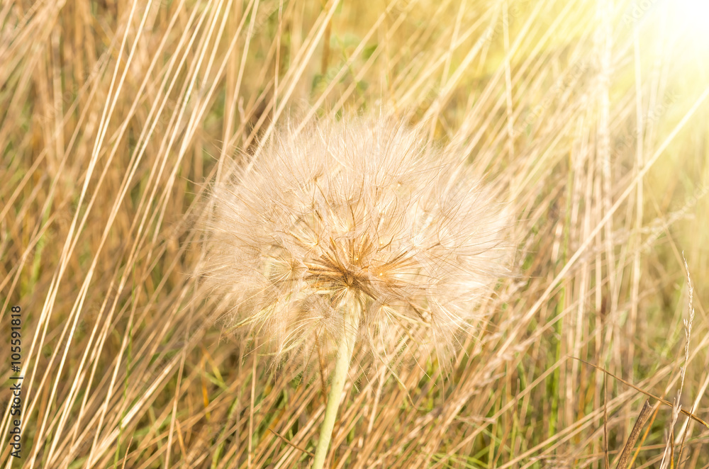 Field dandelion close