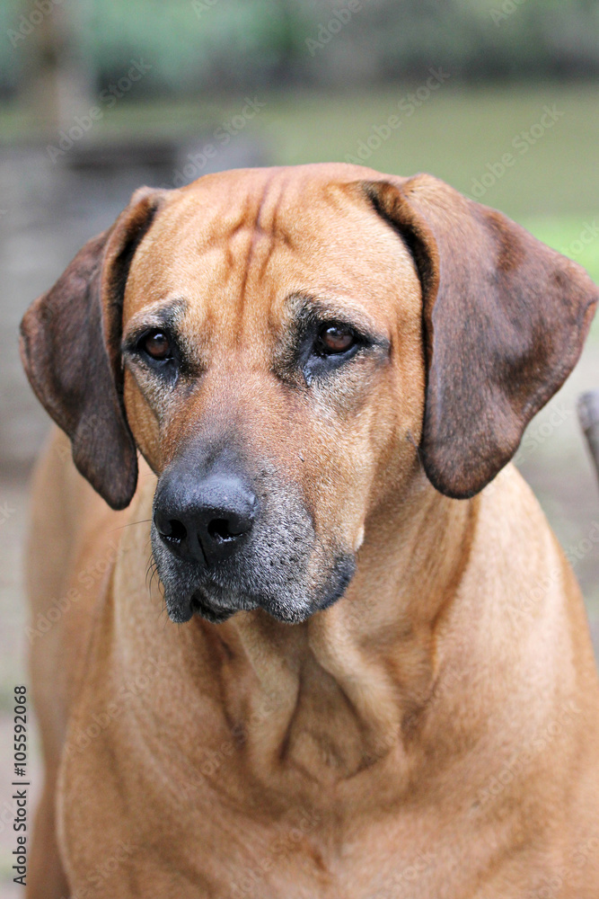 Rhodesian Ridgeback Dog