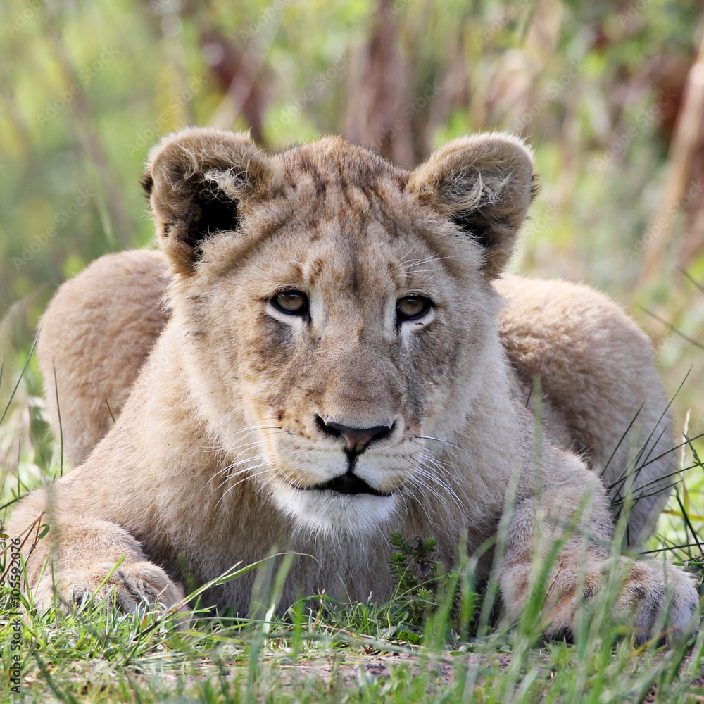 portrait of a female lion portrait of a female lion