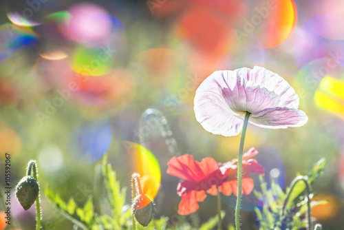 Fototapeta Naklejka Na Ścianę i Meble -  summer meadow with red poppies