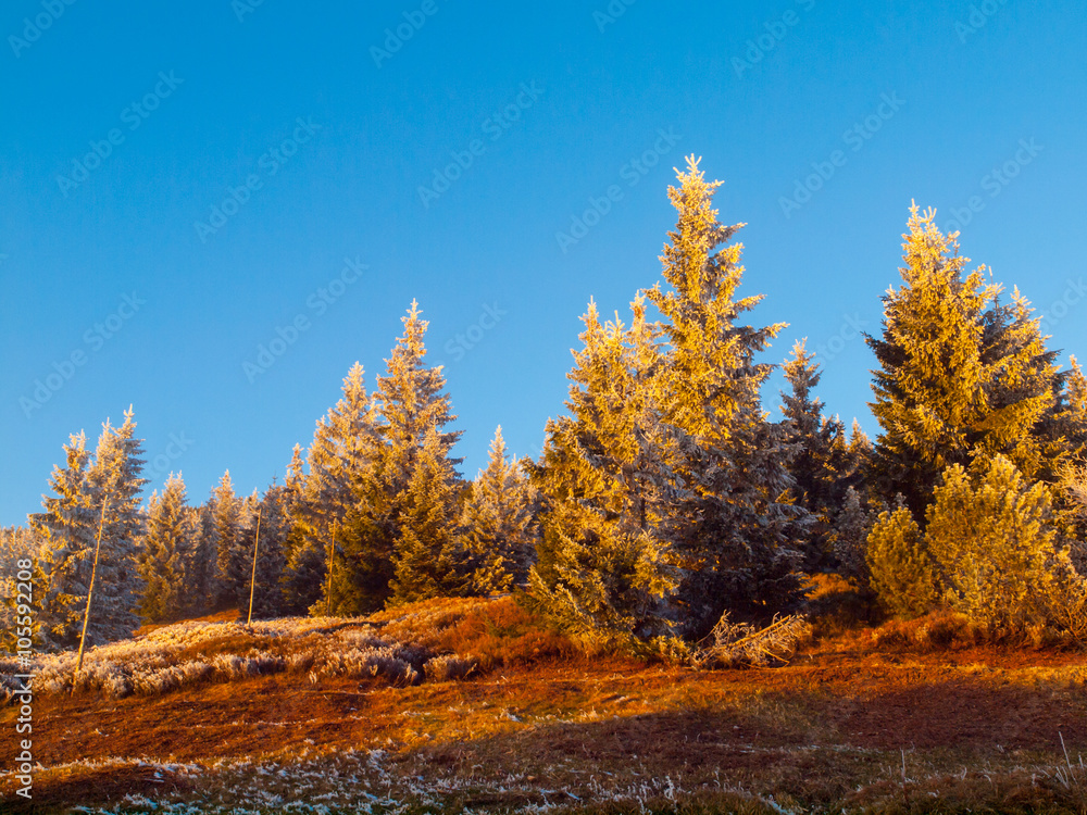 Fototapeta premium Frozen trees at sunstet time