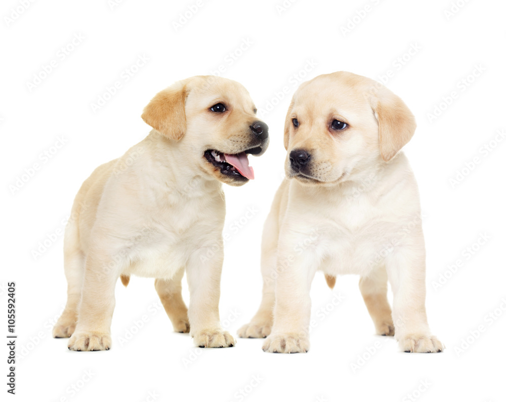 labrador puppy, looking