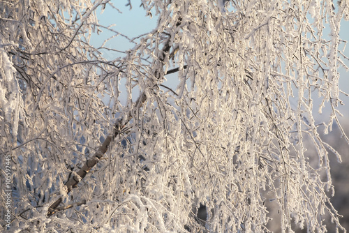 Frosted twigs on a sunny winter day