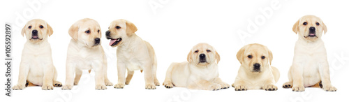 labrador puppy, looking