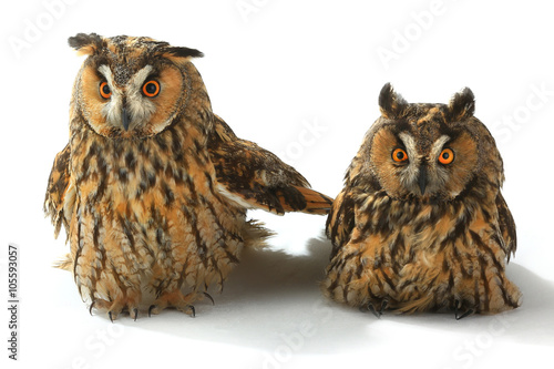 two owl