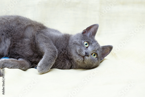 The Russian Blue cat.