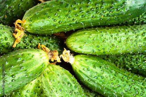 ..Heap of Fresh Cucumber isolated over white background close up